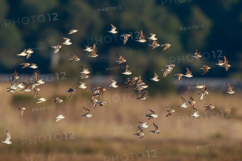 Kentish Plover (Charadrius alexandrinus) group flying, Mallorca, Spain