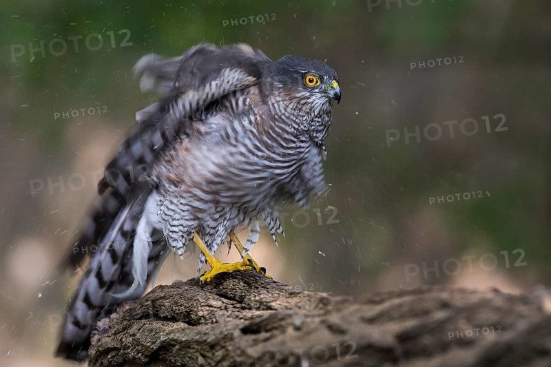 Eurasian Sparrowhawk (Accipiter nisus) shaking feathers, Subotica, Serbia