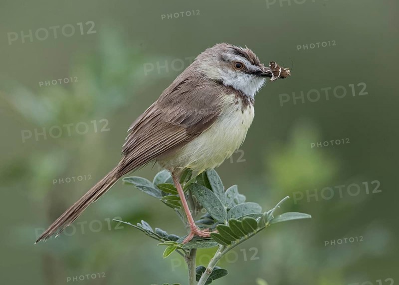 Black-chested Prinia (Prinia flavicans) perched on a branch with insect in beak, Namibia