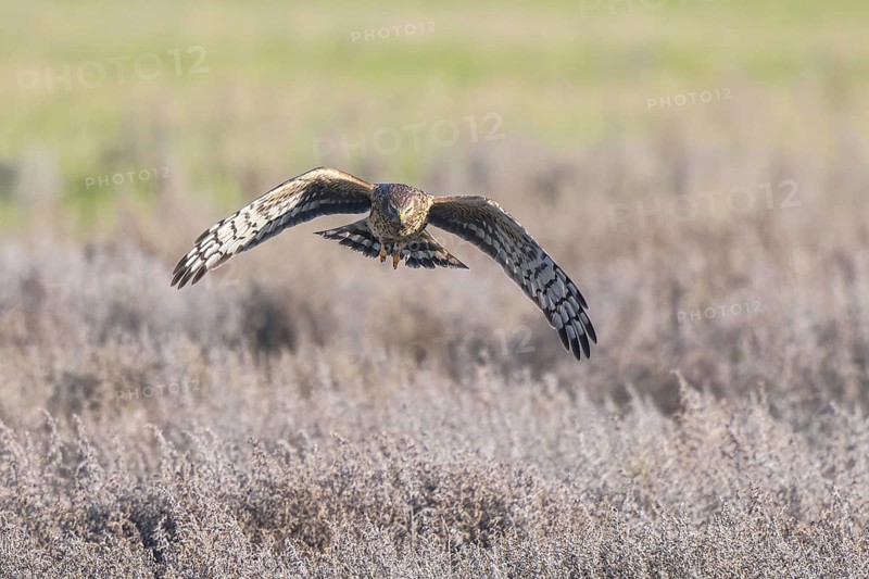 Hen Harrier (Circus cyaneus) female flying, Netherlands