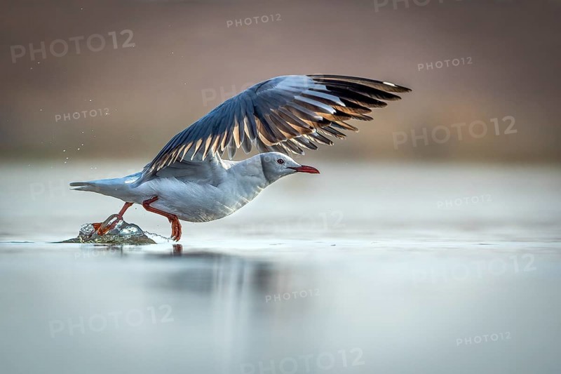 Grey-headed Gull (Chroicocephalus cirrocephalus) taking flight, Gauteng, South Africa