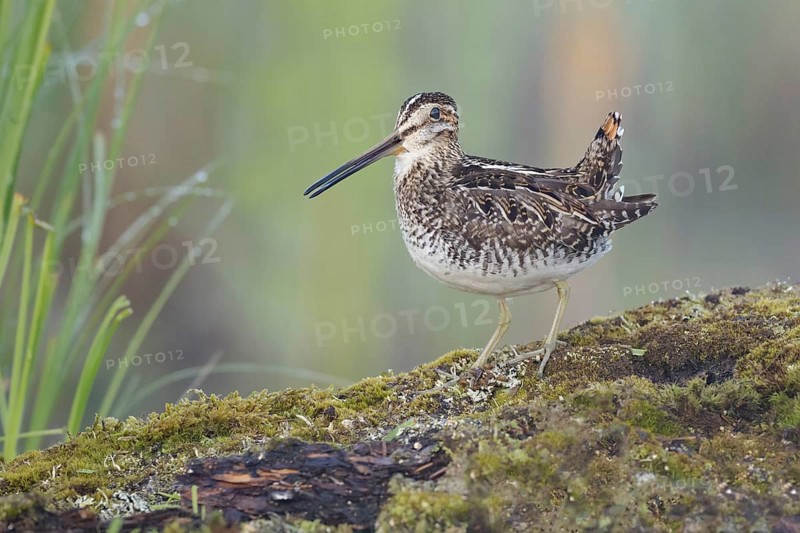 Wilson's Snipe (Gallinago delicata), British Columbia, Canada