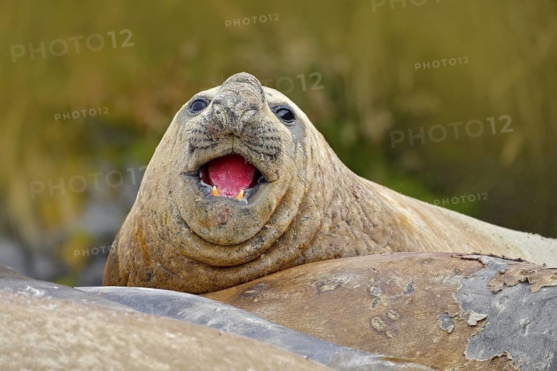 Seal on the sand beach. Elephant seal with peel off skin. Big sea animal in the nature habitat in Falkland Islands. Elephant seal in the nature. Detail face portrait Elephant seal, Mirounga leonina