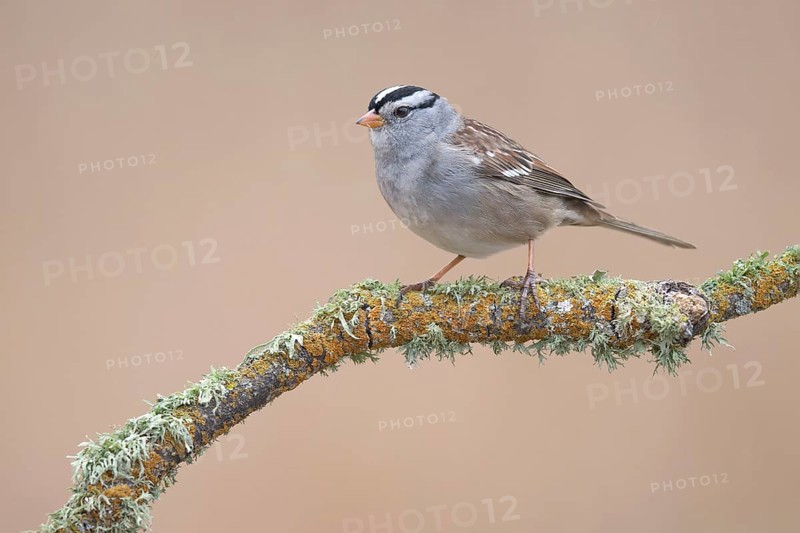 White-crowned Sparrow (Zonotrichia leucophrys) perched on branch, California, USA