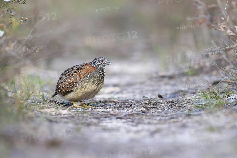 Painted Buttonquail (Turnix varius) female perched on the ground, Victoria, Australia