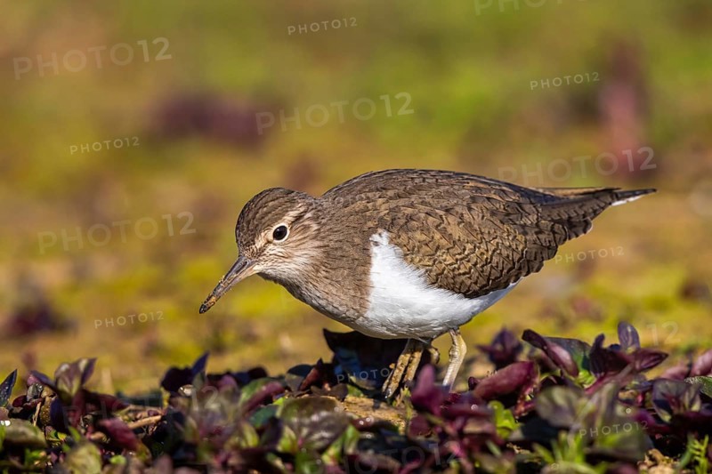 Common Sandpiper (Actitis hypoleucos), North Rhine-Westphalia, Germany