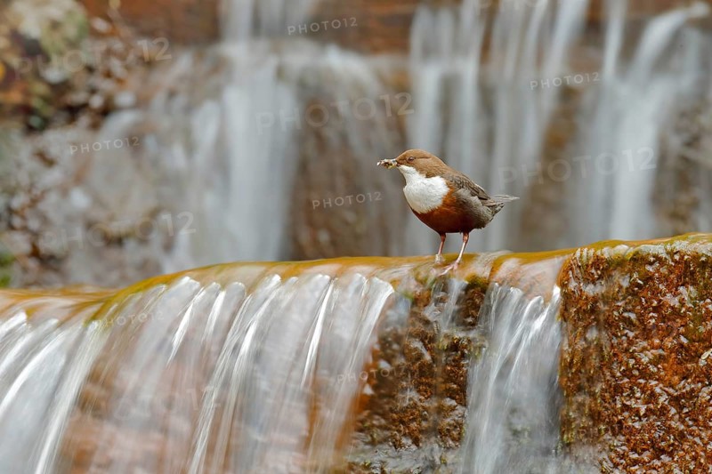 White-throated Dipper, Cinclus cinclus, brown bird with white throat in the river, waterfall in the background, animal behavior in the nature habitat, with food in the bill, nesting time, wildlife Germany