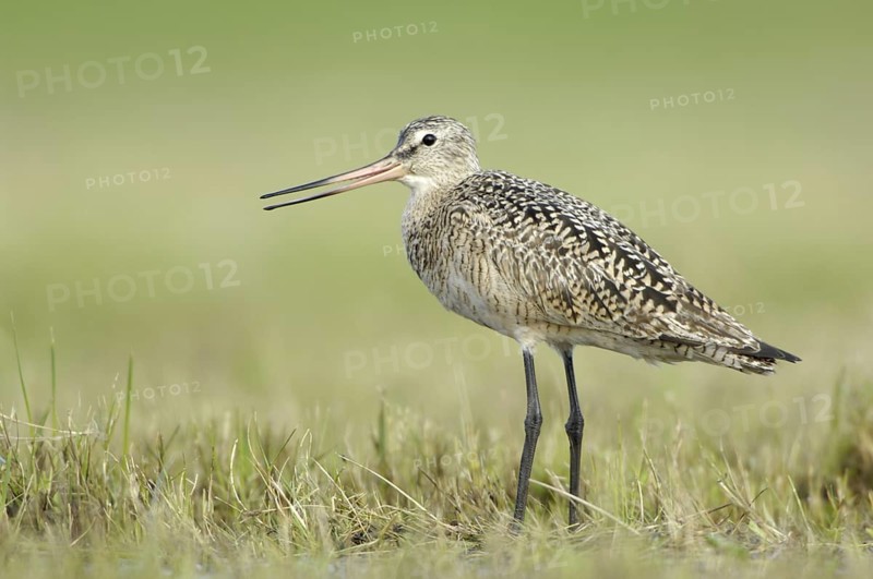 Marbled Godwit (Limosa fedoa), Texas, USA