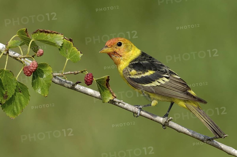 Western Tanager (Piranga ludoviciana) male, Texas, USA