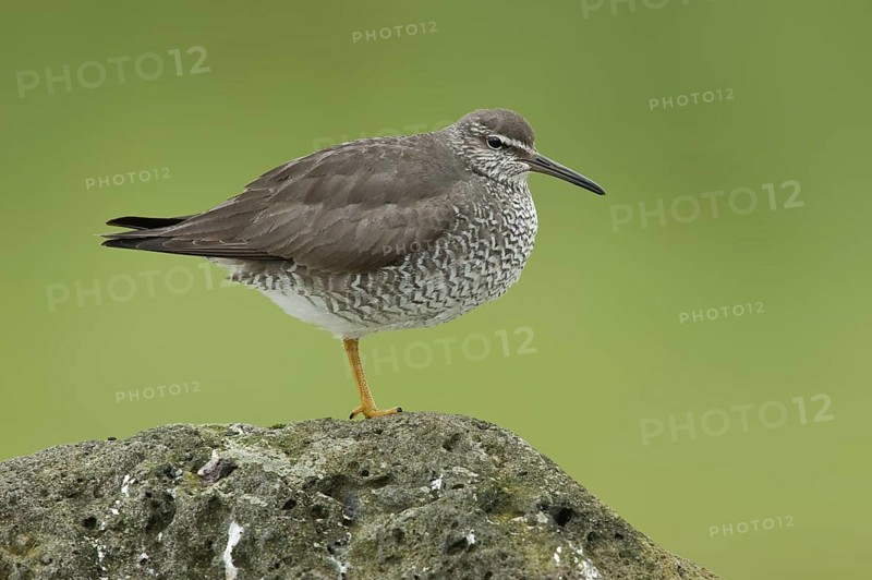 Wandering Tattler (Tringa incana), Alaska, USA