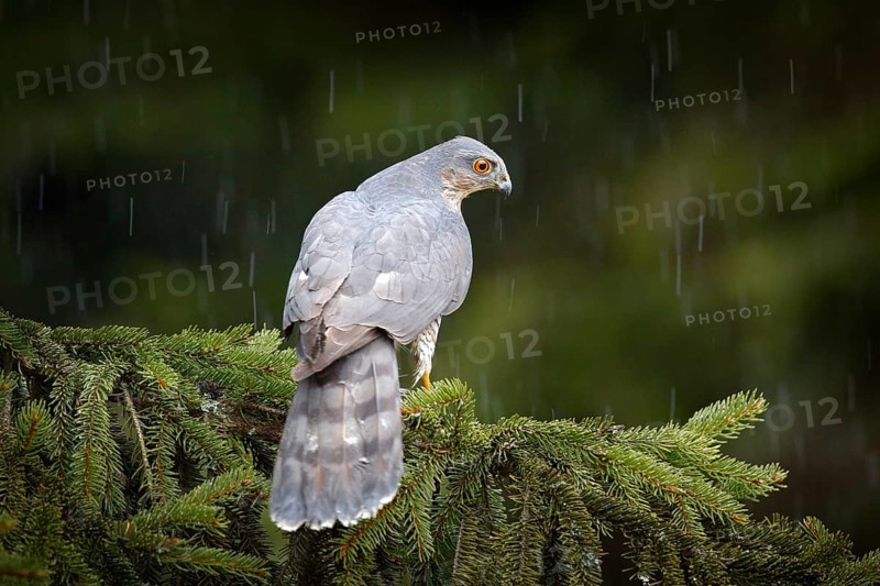 Bird of prey Eurasian sparrowhawk, Accipiter nisus, sitting on spruce tree during heavy rain in the forest. Bird in the green habitat. Sparrowhawk in the rainy wood in the nature, Germany, Europe wildlife