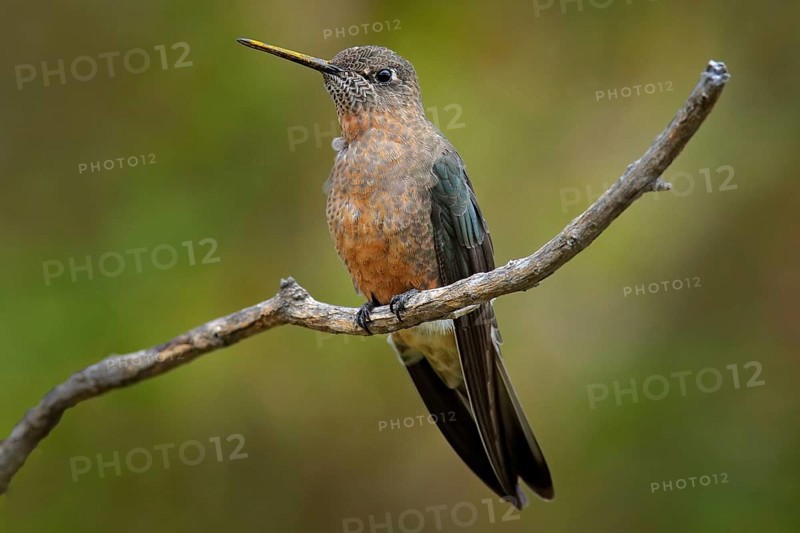 Giant hummingbird, Patagona gigas, bird sitting von the branch in the nature mountain habitat, Antisana NP, Ecuador. Birdwatching in South America. Largest hummingbird in the world, clear green backrounf. Rare animal, wildlife nature
