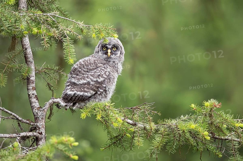 Great Grey Owl (Strix nebulosa) juvenile perched on a branch, British Columbia, Canada