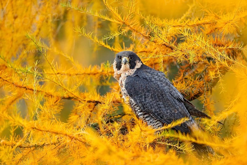 Peregrine Falcon in yellow autumn larch tree . Bird of prey Peregrine Falcon sitting in orange autumn forest. Cute bird in fall wood., detail portrait. Wildlife from Sweden nature