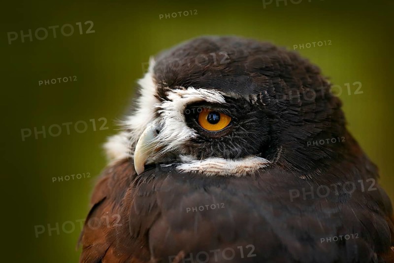 Spectacled Owl, Pulsatrix perspicillata, big owl in the nature habitat, detail close-up portrait, forest in the background, Costa Rica. Bird, green jungle. Owl hidden in tropic forest. Yellow eye