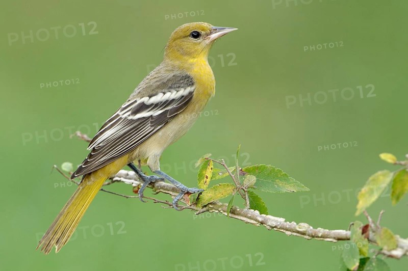 Baltimore Oriole (Icterus galbula) female, Texas, USA