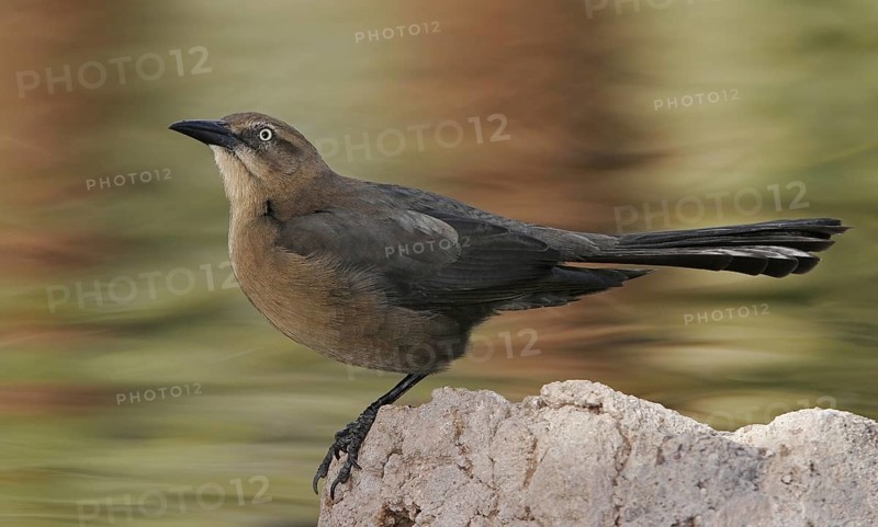 Great-tailed Grackle (Quiscalus mexicanus) female, Arizona, USA