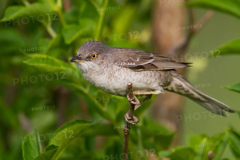 Barred Warbler (Sylvia nisoria), Hungary