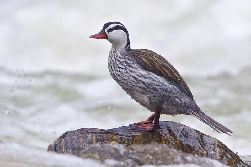 Torrent Duck (Merganetta armata) male, Ecuador