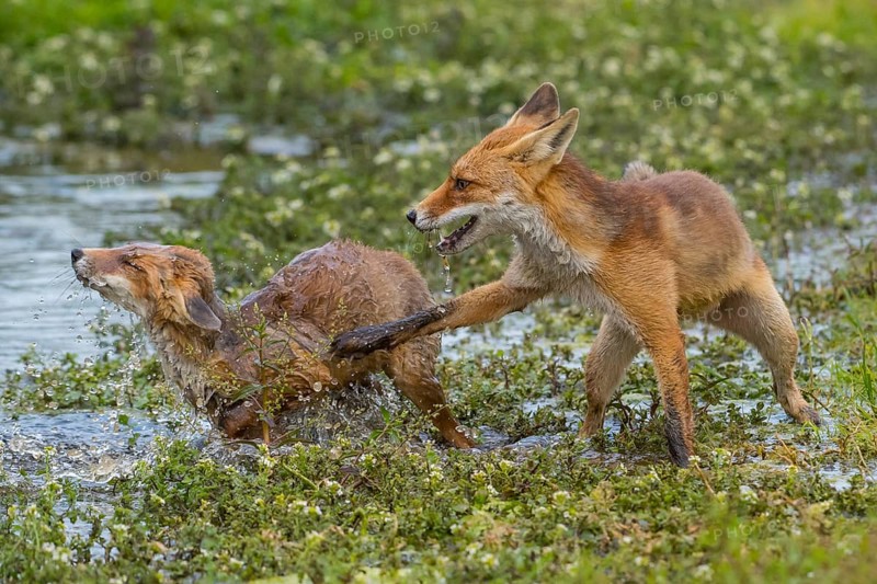 Red Fox (Vulpes vulpes) two young fighting and playing in pond, Netherlands