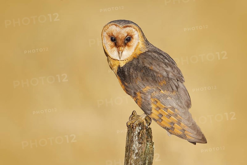 Barn owl on tree stump at the evening. Beautiful bird in nature habitat. Wildlife scene from nature. Owl, clear background. Night animal during late evening, forest meadow, United Kingdom