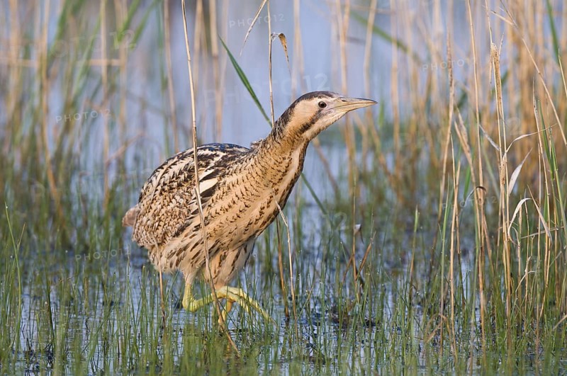 Rohrdommel (Botaurus stellaris) Eurasian Bittern