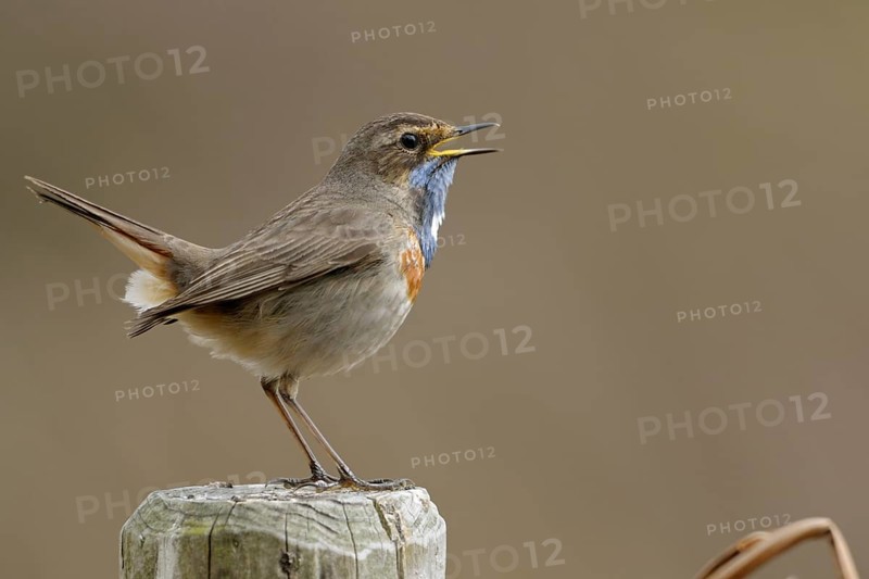 Bluethroat (Luscinia svecica cyanecula) male singing, perched on a pale, North Rhine-Westphalia, Germany
