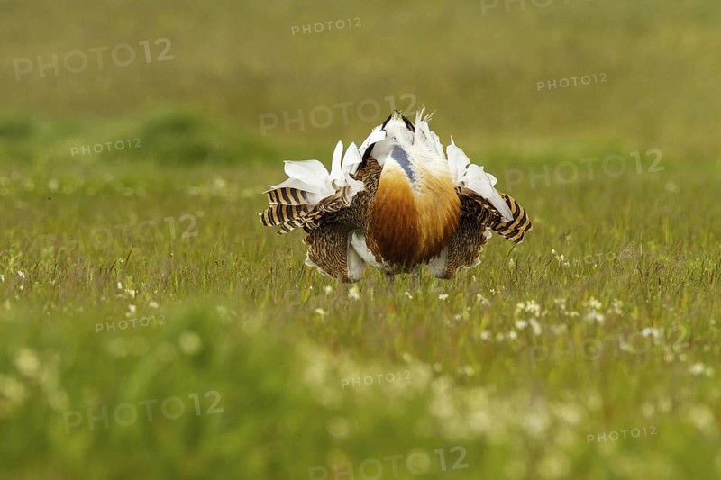 Great Bustard (Otis tarda) male, Castile-La Mancha, Spain