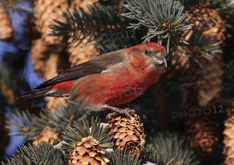 Red Crossbill (Loxia curvirostra) male, Saskatchewan, Canada