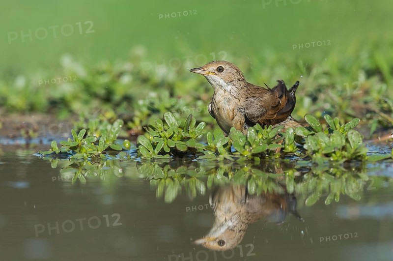 Common Whitethroat (Sylvia communis) at waterhole, Aosta Valley, Italy