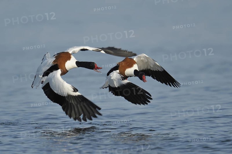 Common Shelduck (Tadorna tadorna), Bornholm, Denmark