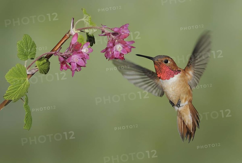 Rufous Hummingbird (Selasphorus rufus) male, British Columbia, Canada