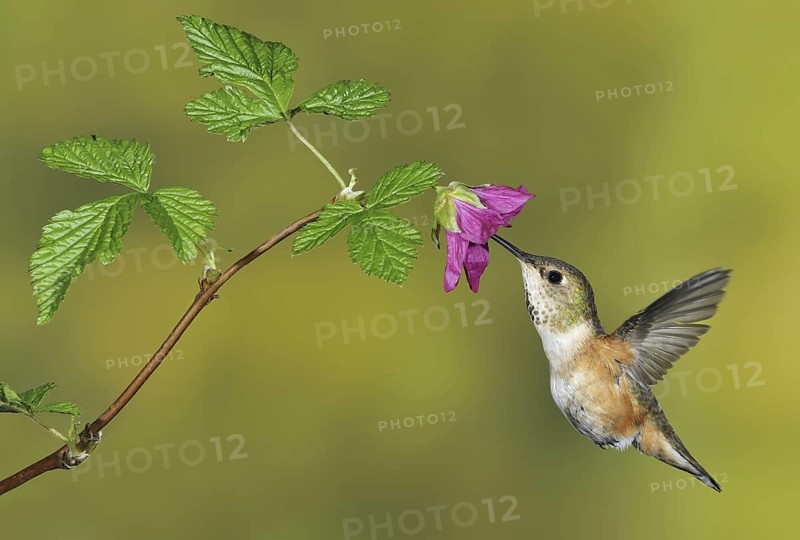 Rufous Hummingbird (Selasphorus rufus) female, British Columbia, Canada