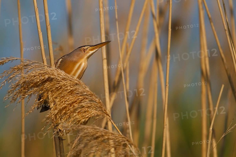 Little Bittern (Ixobrychus minutus) male, Greece
