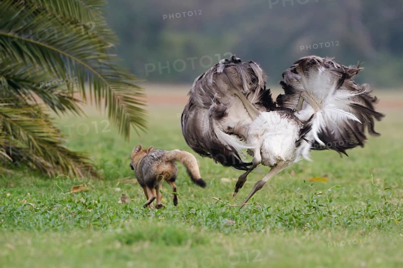 Greater Rhea (Rhea americana) chasing Pampas Fox (Lycalopex gymnocercus) away, Corrientes, Argentina