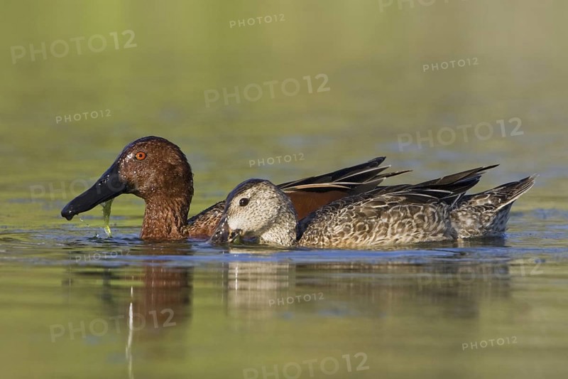 Cinnamon Teal (Spatula cyanoptera), Texas, USA