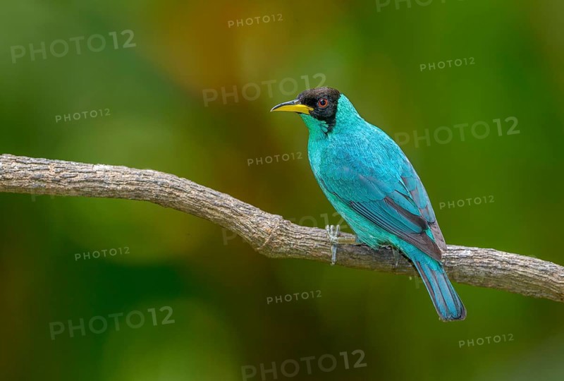 Male Green Honeycreeper (Chlorophanes spiza) - at Laguna Lagarto Lodge near Boca Tapada, Costa Rica