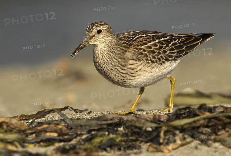 Pectoral Sandpiper (Calidris melanotos), British Columbia, Canada