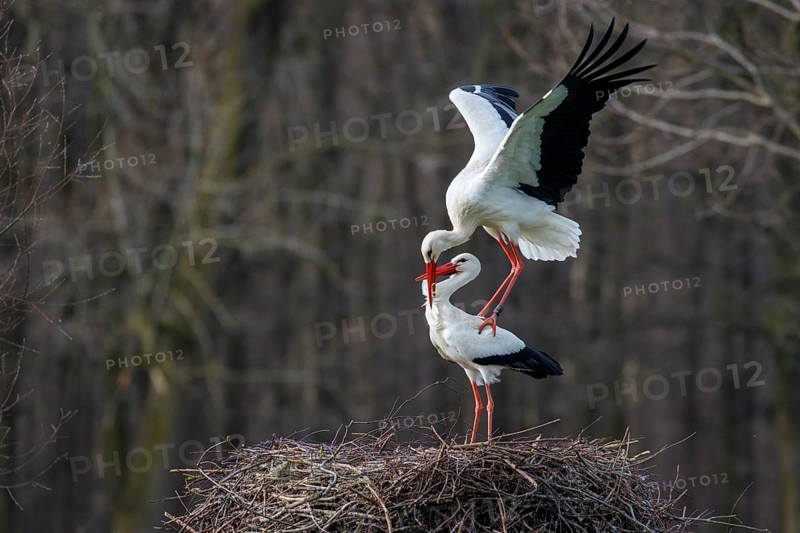 White Stork (Ciconia ciconia) pair mating, North Rhine-Westphalia, Germany