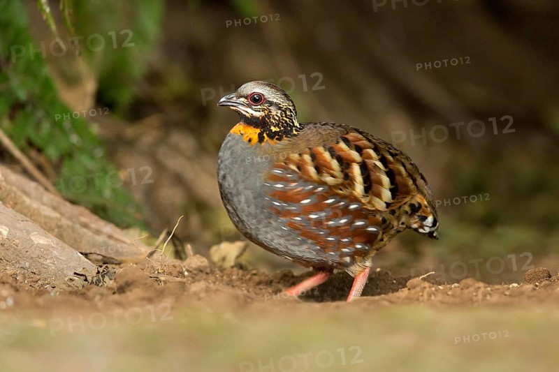 Rufous-throated Partridge (Arborophila rufogularis), Yunnan, China