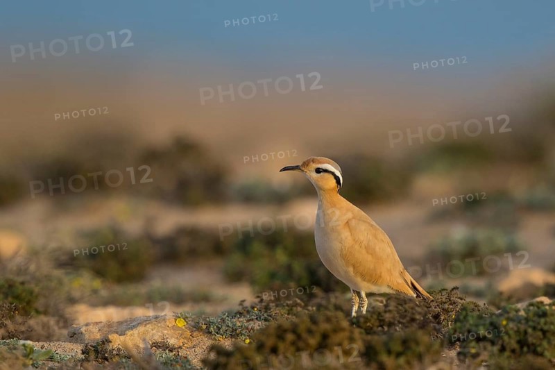 Cream-colored Courser (Cursorius cursor), Fuerteventura, Spain