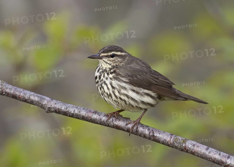 Northern Waterthrush (Parkesia noveboracensis), Michigan, USA