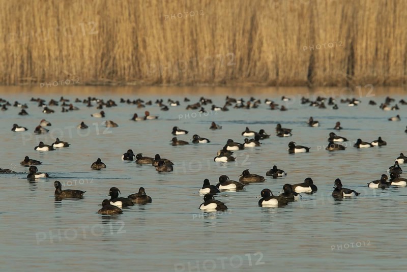 Tufted Duck (Aythya fuligula), Vorarlberg, Austria