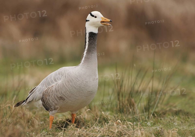 Bar-headed Goose (Anser indicus), North Rhine-Westphalia, Germany