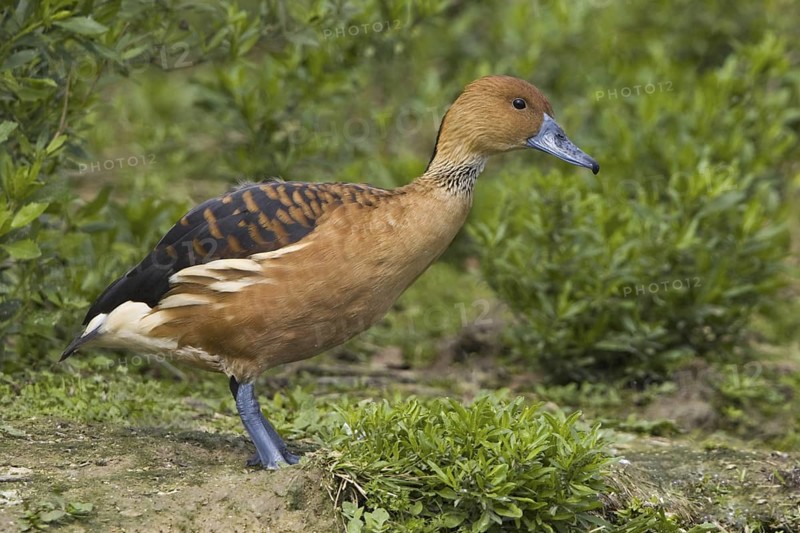 Fulvous Whistling Duck (Dendrocygna bicolor), Texas, USA