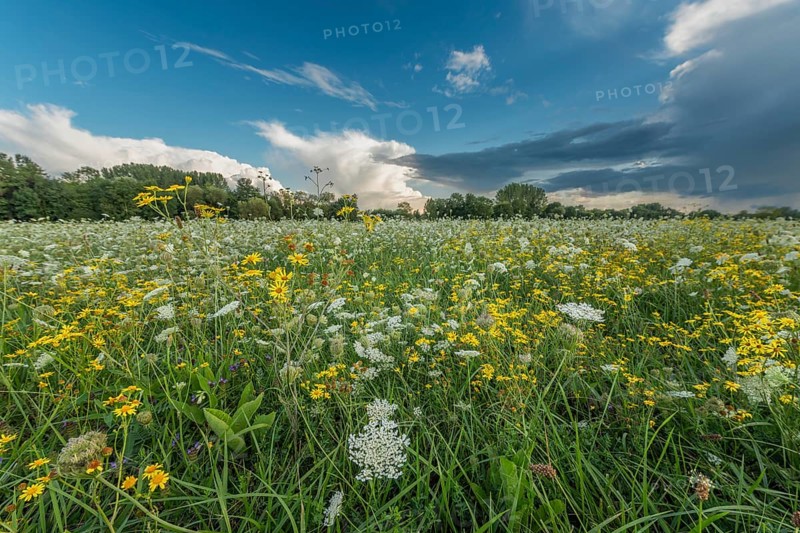 Colourful wildflowers spread across a green meadow on a sunny afternoon. The sky shows contrasting clouds that emphasise the beauty of nature. A tranquil scene that is perfect for relaxing. Bas rhin, Alsace, Grand Est, France