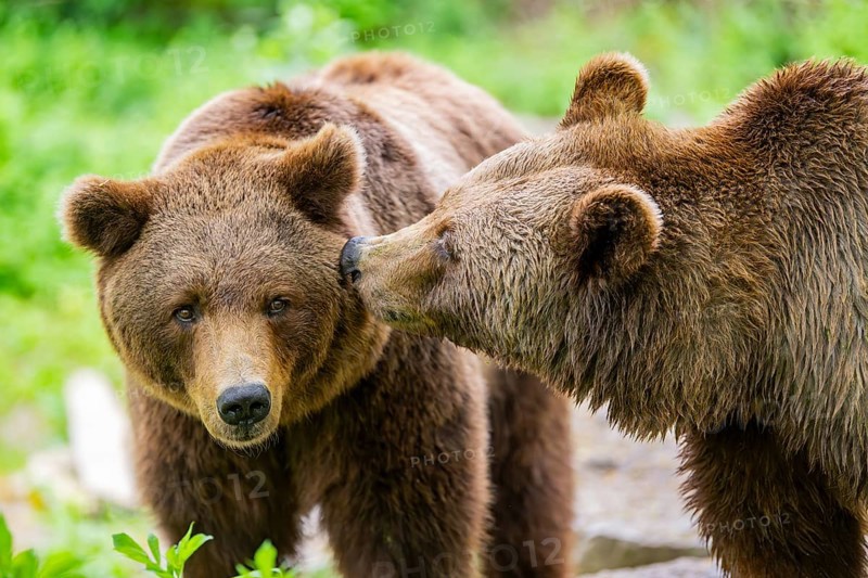 Portrait of two Brown bears (Ursus arctos), kissing in a forest, Bavaria, Germany