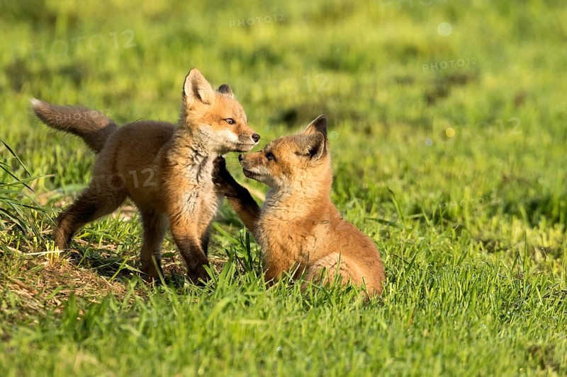 Red fox (vulpes vulpes), fox cubs playing together, Province of Quebec, Canada, North America
