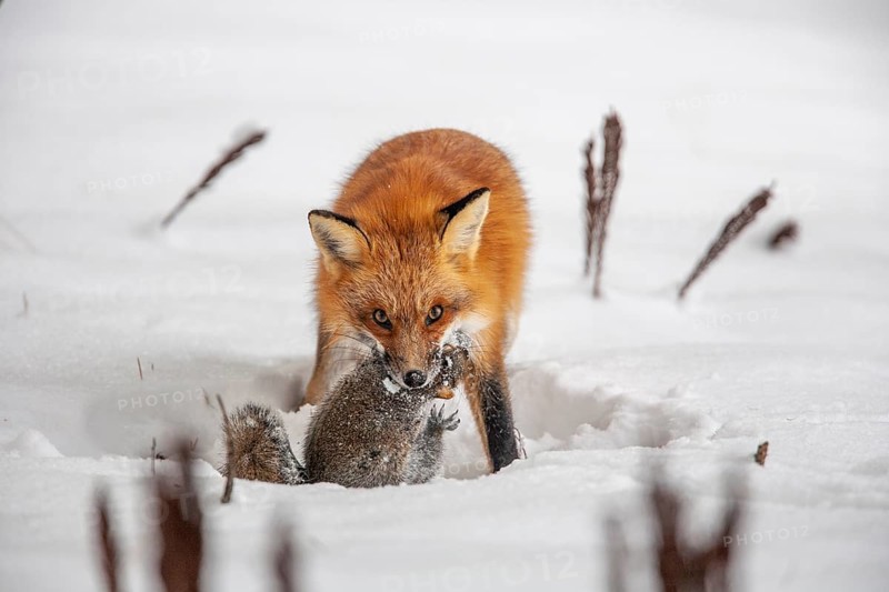 Red fox (vulpes vulpes), Fox hunting eastern gray squirrel (sciurus carolinensis) in winter. Province of Quebec, Canada, North America