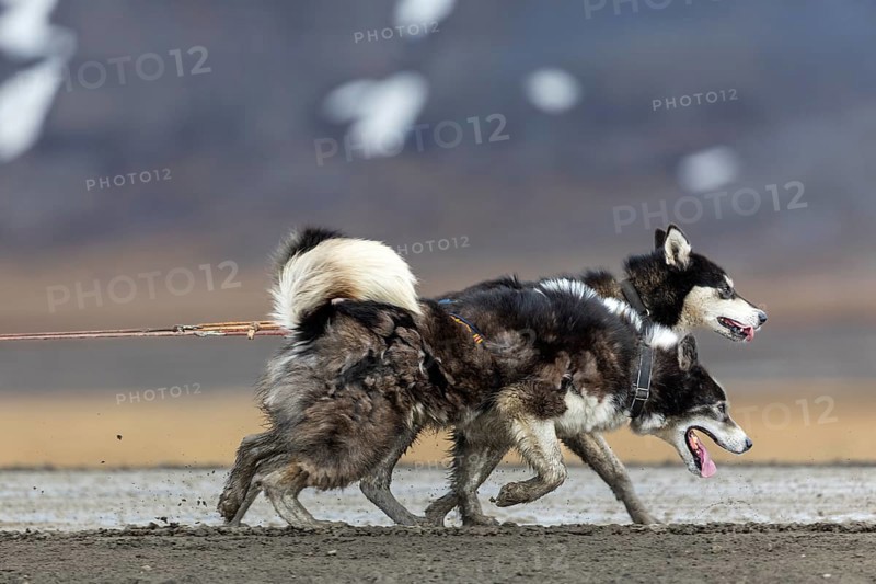 Husky (Canidae) pulling a sled with wheels, Aventdalen, Longyearbyen, Spitsbergen, Svalbard